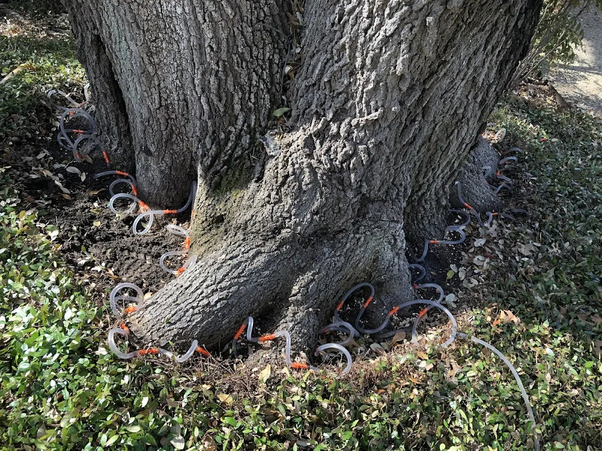 Detailed Tree Cabling and Bracing job site in Pateros